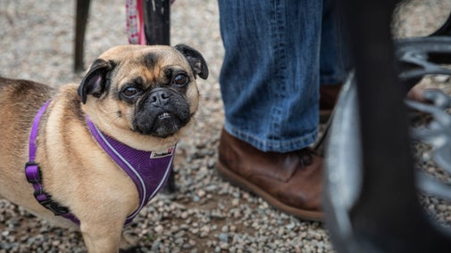 Dog at the Argory,